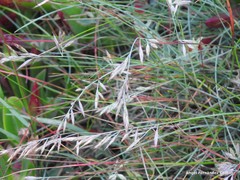 Festuca juncifolia