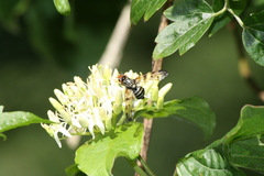 Otites porcus