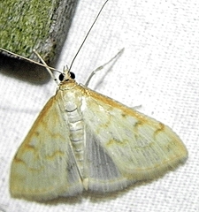 Hahncappsia pergilvalis