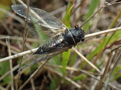 Platypedia areolata