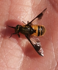 Chrysops viduatus
