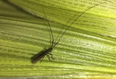 Hippopsis lemniscata