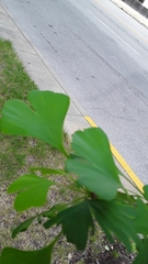 Ginkgo biloba