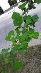 Ginkgo biloba