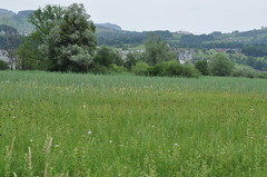Eriophorum latifolium