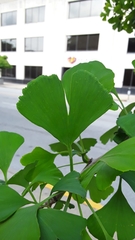 Ginkgo biloba