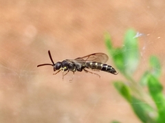 Myzininae