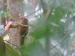 Dendrocincla fuliginosa