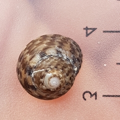 Clanculus jussieui