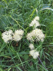Thalictrum lucidum