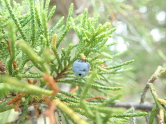 Juniperus maritima