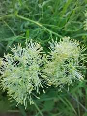 Thalictrum lucidum