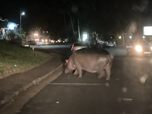 Hippopotamus