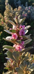 Podalyria sericea