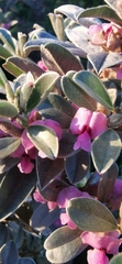Podalyria sericea