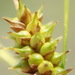 Little Green Sedge - Photo no rights reserved, uploaded by Randal