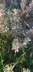 Podalyria sericea