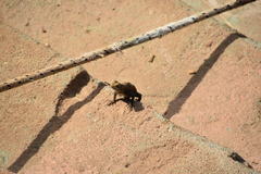 Agama agama