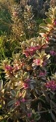 Podalyria sericea