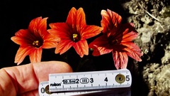 Salpiglossis sinuata