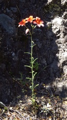 Salpiglossis sinuata