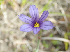 Sisyrinchium idahoense