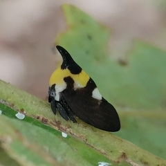 Enchophyllum quinquemaculatum