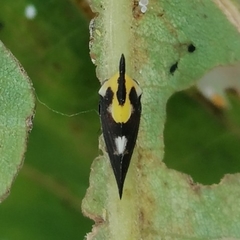Enchophyllum quinquemaculatum