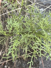 Senecio rhyncholaenus