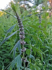 Leonurus quinquelobatus