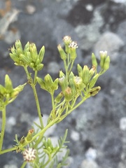 Senecio rhyncholaenus