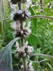 Leonurus quinquelobatus