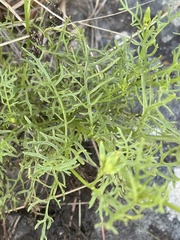Senecio rhyncholaenus