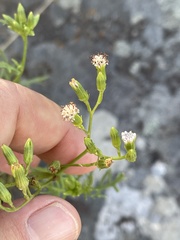 Senecio rhyncholaenus