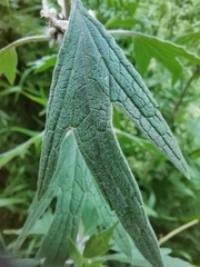 Leonurus quinquelobatus