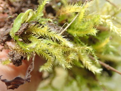 Brachythecium frigidum