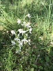 Platanthera chlorantha