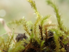 Brachythecium frigidum