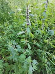 Leonurus quinquelobatus