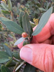 Andricus coquilletti