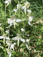 Platanthera chlorantha