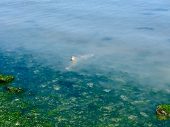 Triakis semifasciata