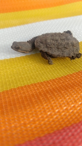 South-American Snake-headed Turtle, Hydromedusa tectifera