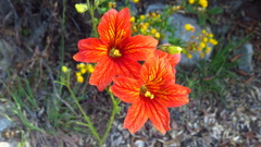 Salpiglossis sinuata