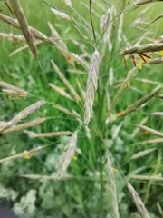 Bromus inermis