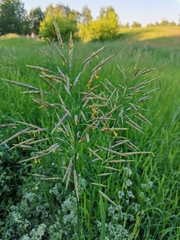 Bromus inermis