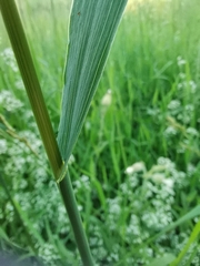 Bromus inermis