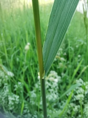 Bromus inermis