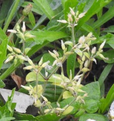 Cerastium brachypetalum