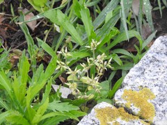 Cerastium brachypetalum